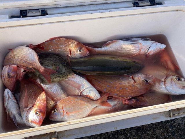 ハナダイ(チダイ)・イサキ・カワハギ