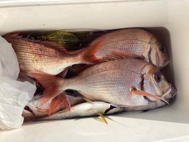 ハナダイ(チダイ)