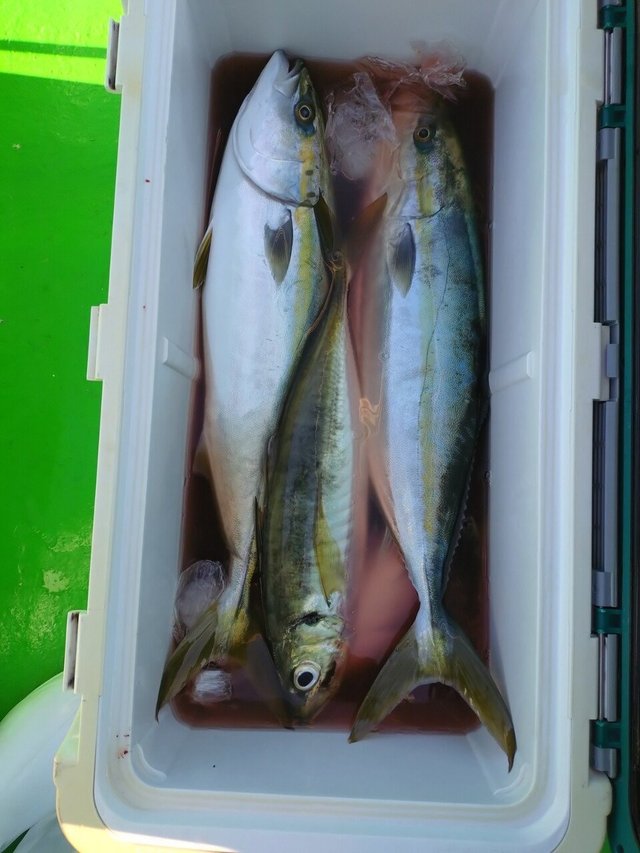 アジ(マアジ)・イナダ(ブリ)