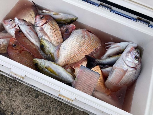 ハナダイ(チダイ)・シマアジ