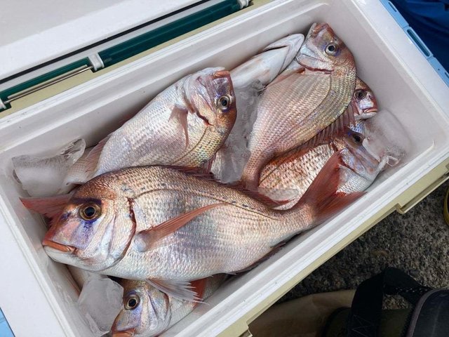 ハナダイ(チダイ)