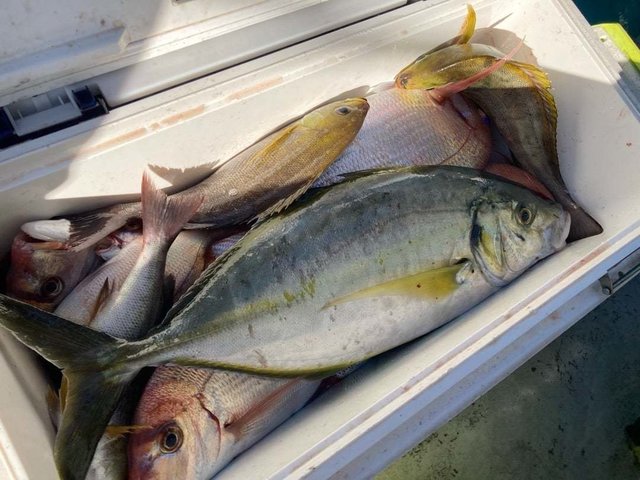 ハナダイ(チダイ)・シマアジ