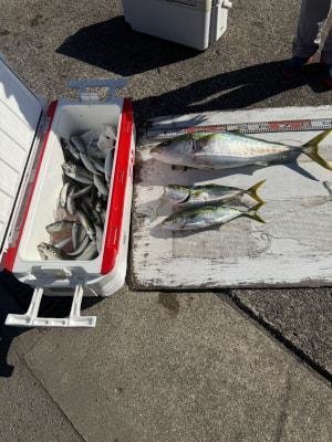 マアジ・ブリ・ハマチ(ブリ)・メジロ(ブリ)