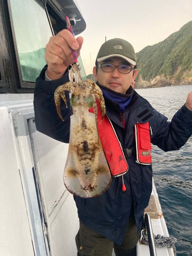 イカ(アオリイカ)