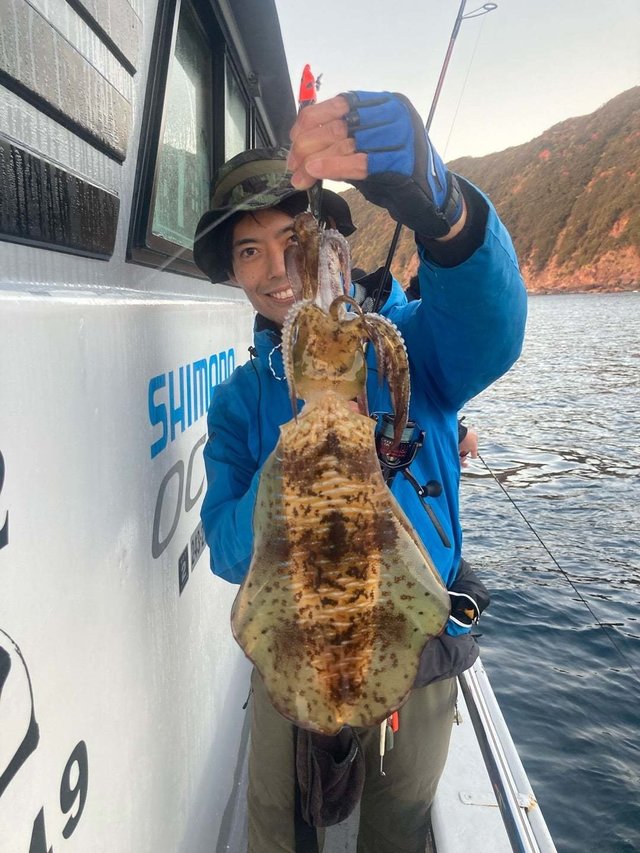 イカ(アオリイカ)