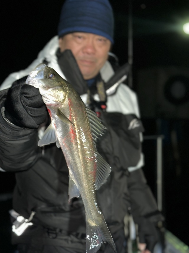 シーバス(スズキ)