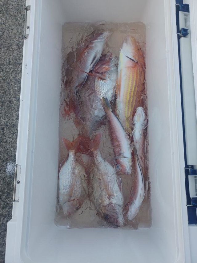 マダイ・ハナダイ(チダイ)・イトヨリ(イトヨリダイ)