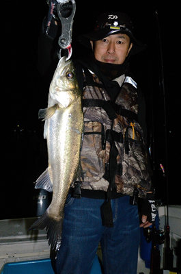 シーバス(スズキ)