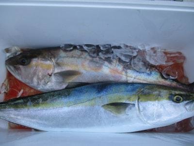 メジロ(ブリ)・カンパチ