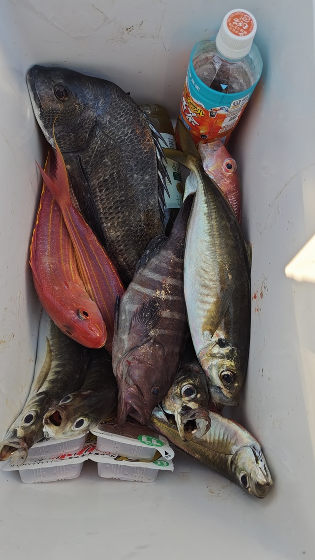 クロダイ・マハタ・アジ(マアジ)・イトヨリ(イトヨリダイ)