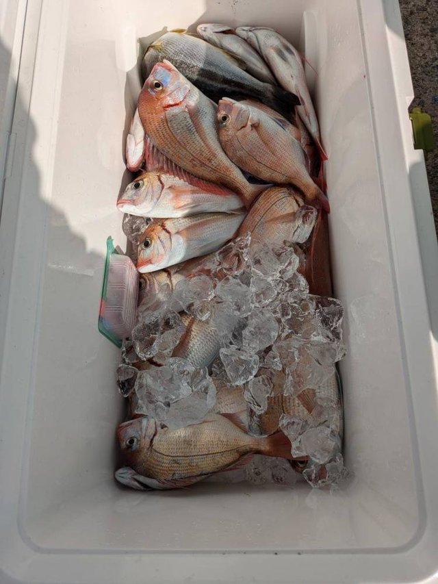 ハナダイ(チダイ)・イサキ