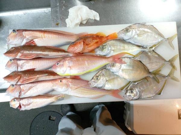 カイワリ・アマダイ(アカアマダイ)・イトヨリ(イトヨリダイ)・ホウボウ