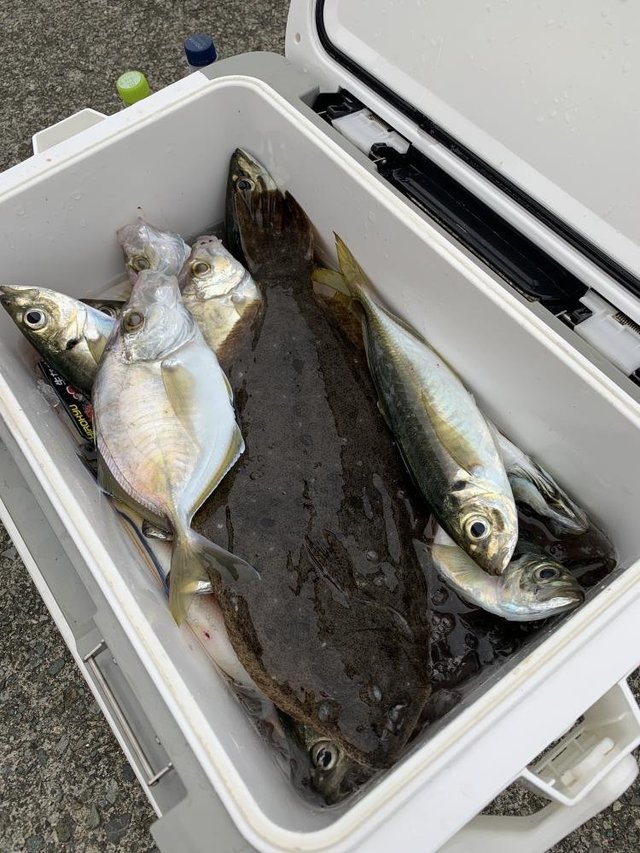 アジ(マアジ)・カイワリ・ヒラメ