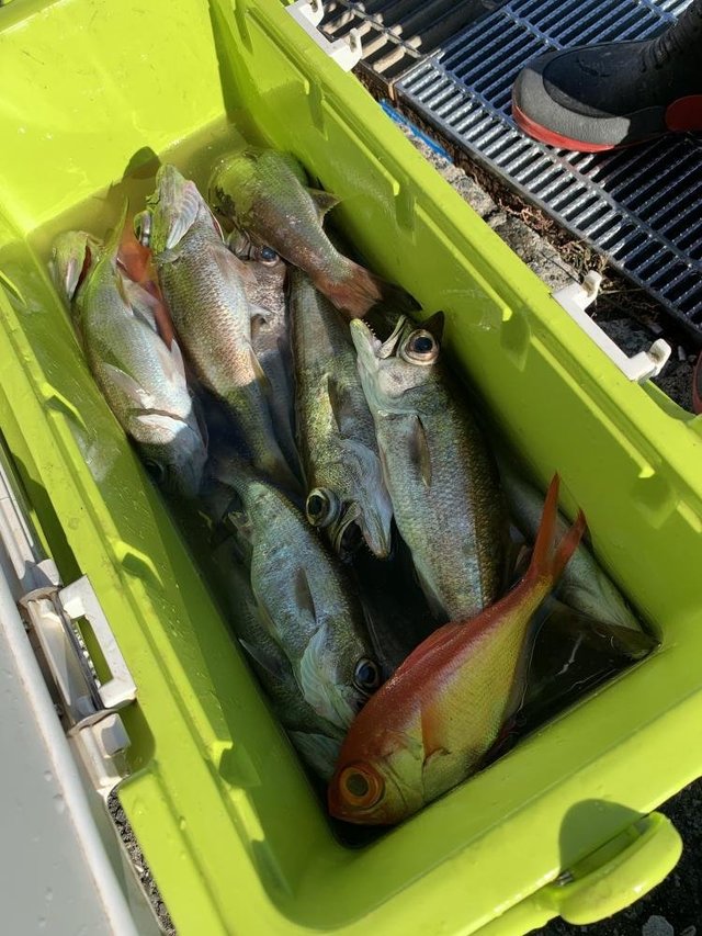 クロムツ・キンメ(キンメダイ)・シロムツ(オオメハタ)