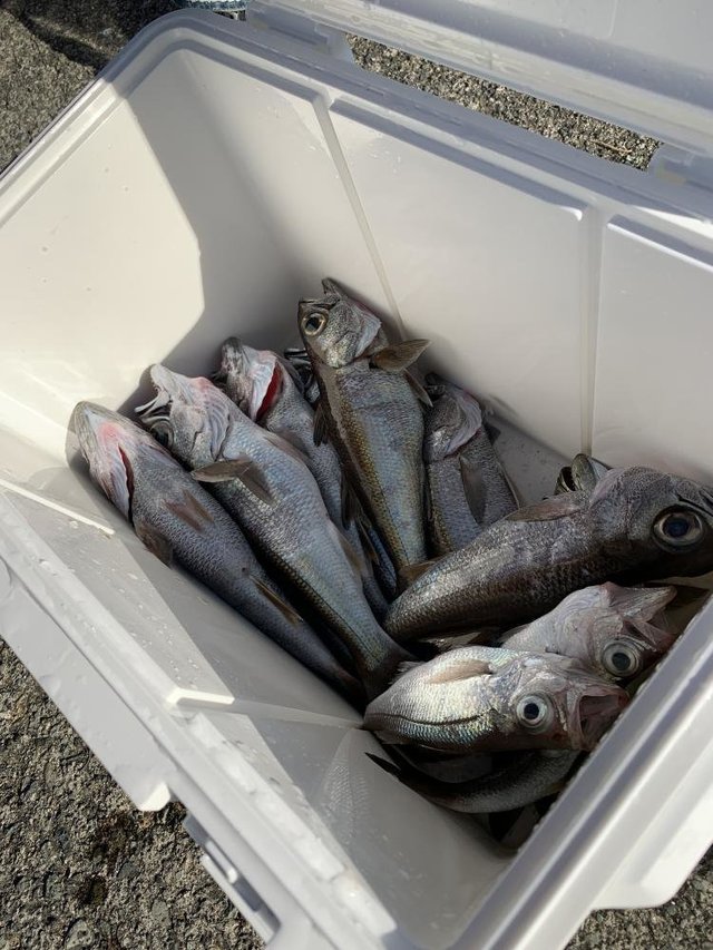 クロムツ・シロムツ(オオメハタ)