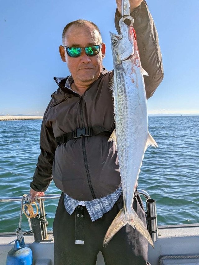 サゴシ(サワラ)