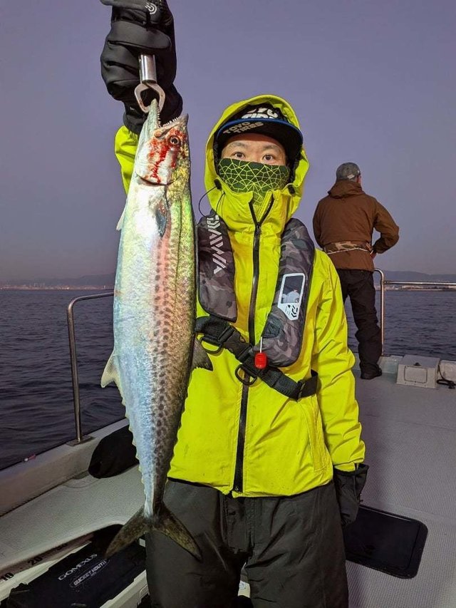 サゴシ(サワラ)