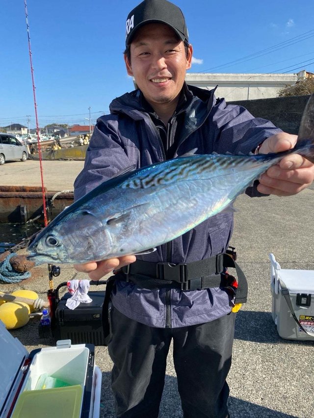 スマガツオ(スマ)