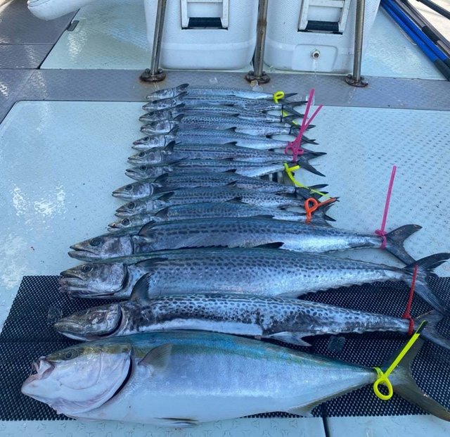 ハマチ(ブリ)・サワラ