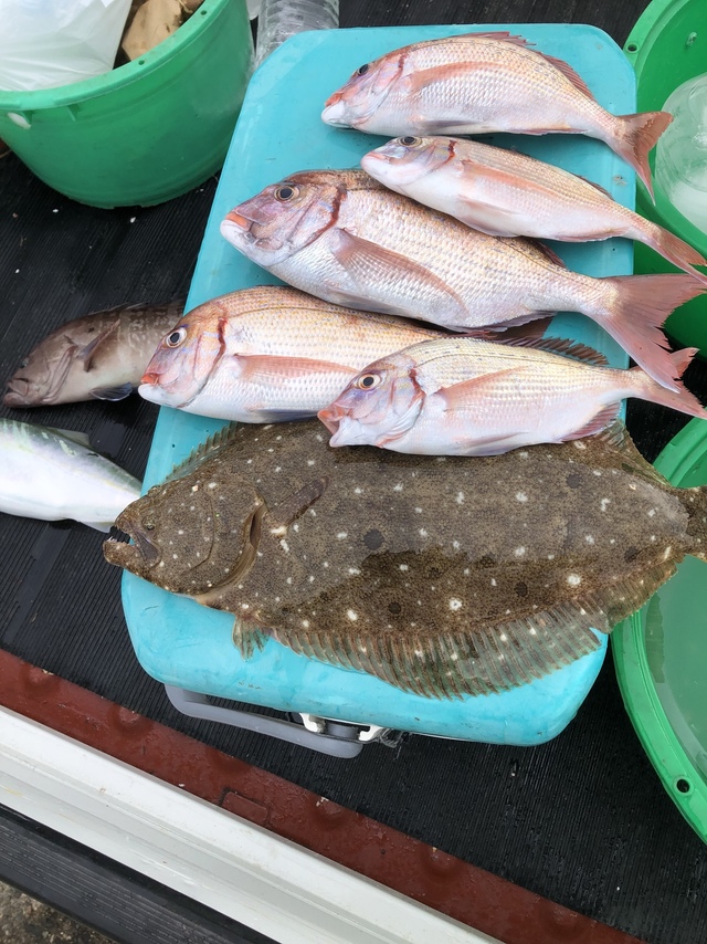 ハナダイ(チダイ)・ヒラメ