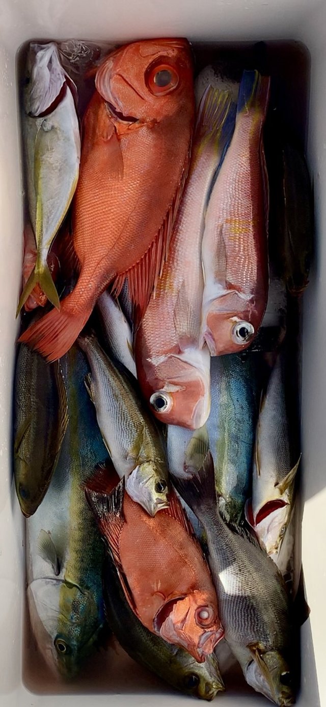 イナダ(ブリ)・イサキ・アマダイ(アカアマダイ)・チカメキントキ