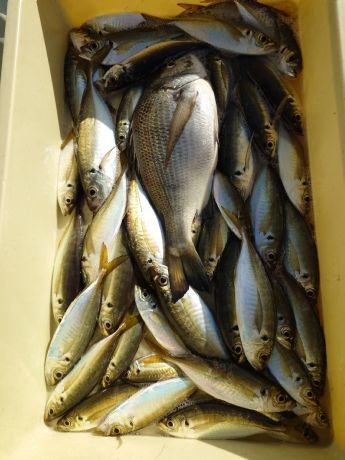 クロダイ・アジ(マアジ)