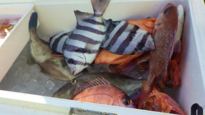 マダイ・ハナダイ(チダイ)・イシダイ・ウッカリカサゴ・ウマヅラハギ