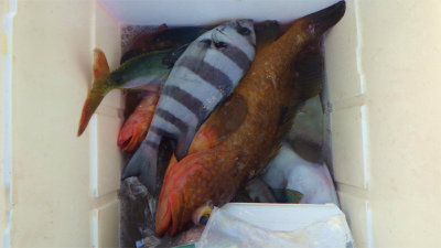 イシダイ・キジハタ・イナダ(ブリ)