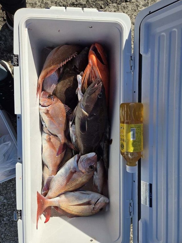 マダイ・キントキ(チカメキントキ)・ハタ(マハタ)