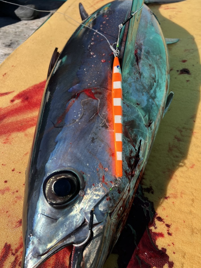 ビンチョウマグロ(ビンナガ)