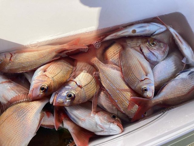 ハナダイ(チダイ)