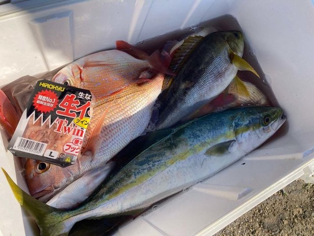 ハナダイ(チダイ)・イサキ