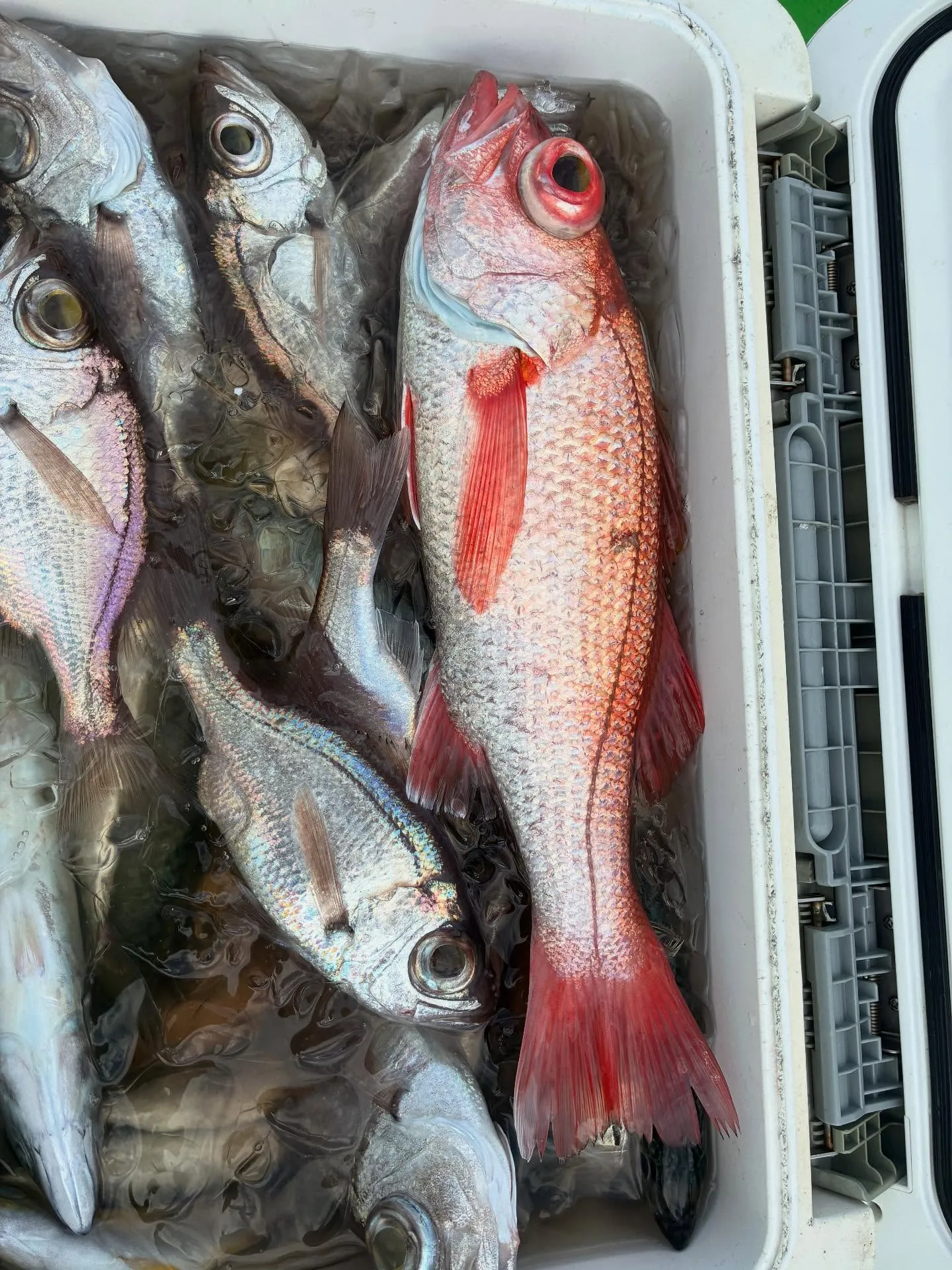 アカムツ・シロムツ(オオメハタ)