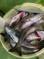 クロムツ・メダイ