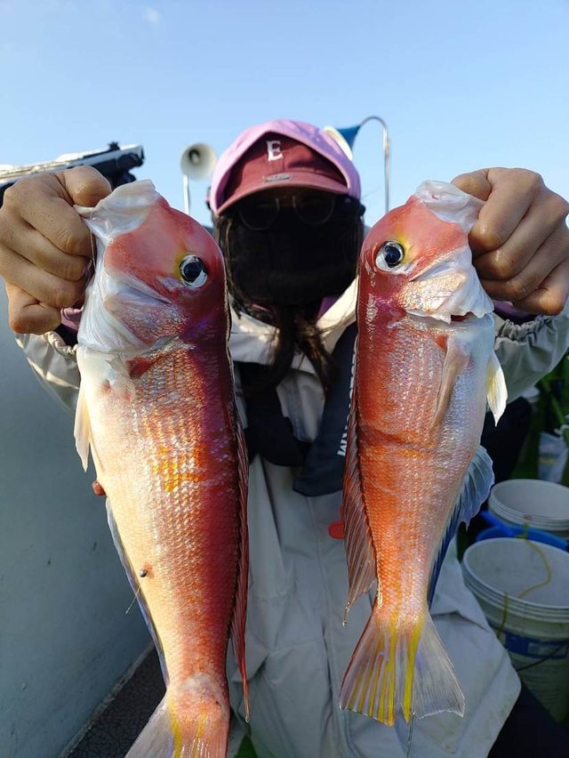 アマダイ(アカアマダイ)