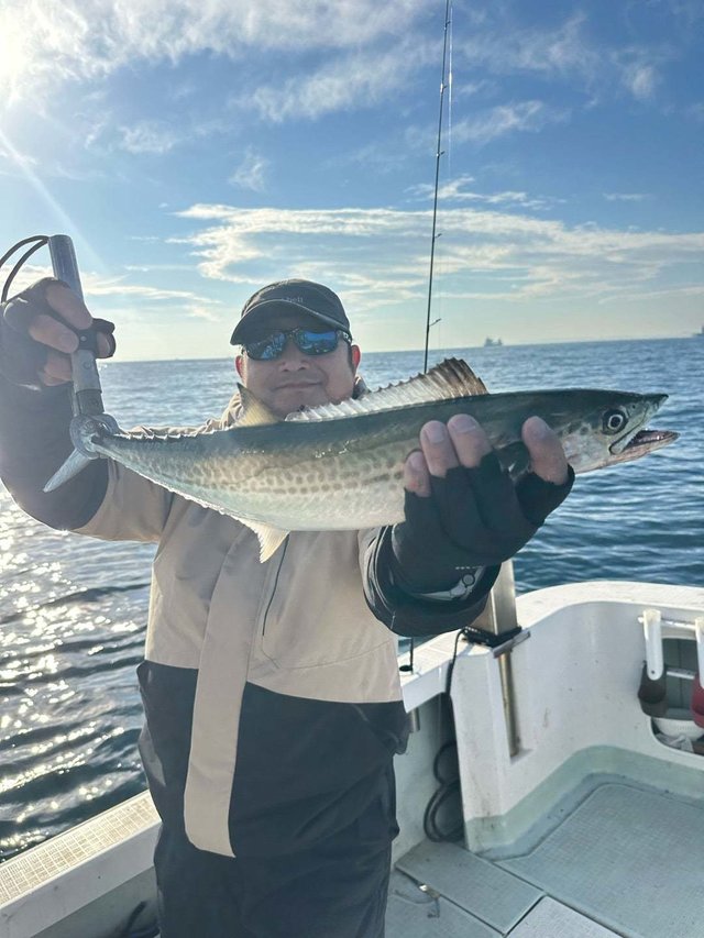 サゴシ(サワラ)