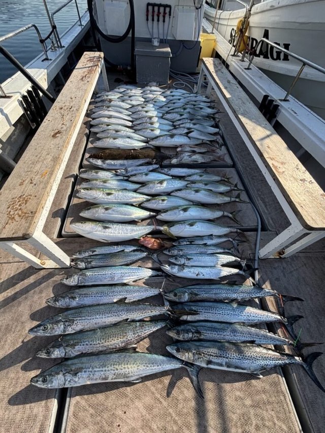 ブリ・ハマチ(ブリ)・サワラ・サゴシ(サワラ)・カサゴ・ヒラメ