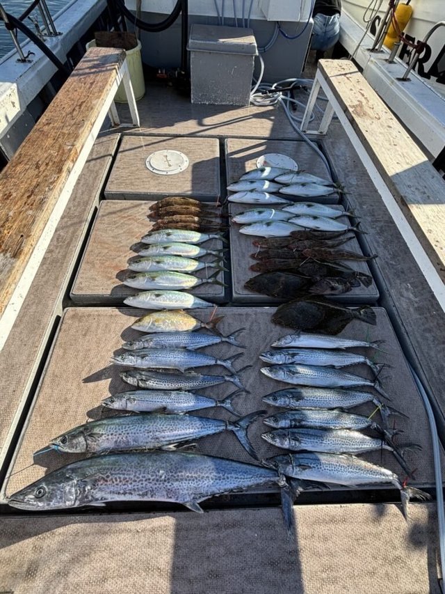 ハマチ(ブリ)・カンパチ・サワラ・サゴシ(サワラ)・マゴチ・ヒラメ