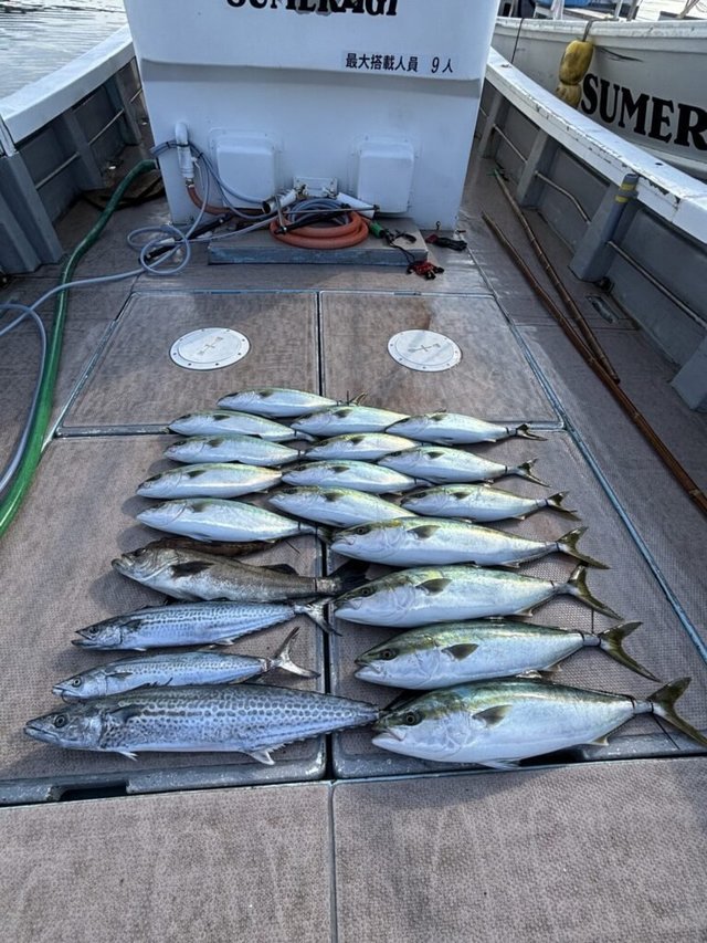 シーバス(スズキ)・ブリ・メジロ(ブリ)・サワラ・サゴシ(サワラ)