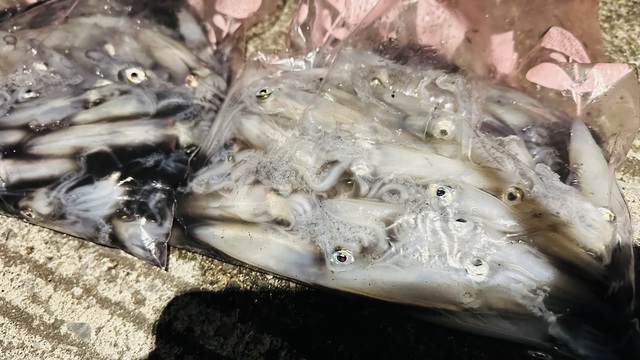 ヒイカ(ジンドウイカ)