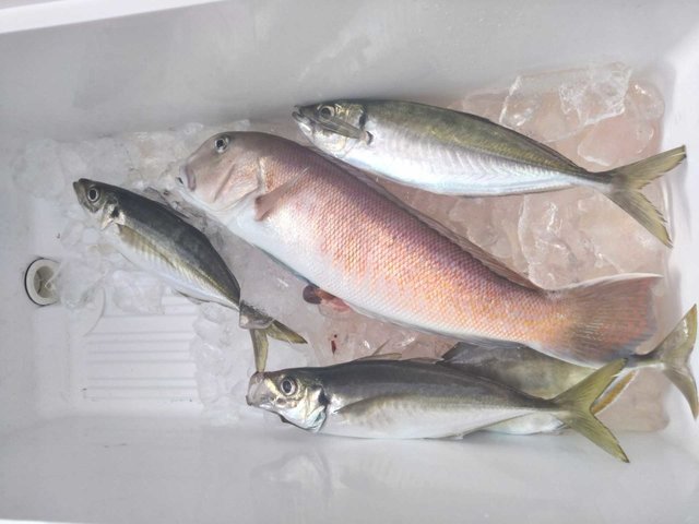 アジ(マアジ)・カイワリ・シロアマダイ