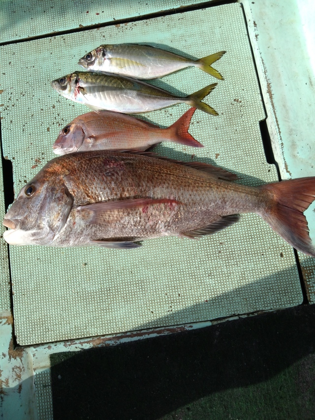 タイ(マダイ)・アジ(マアジ)