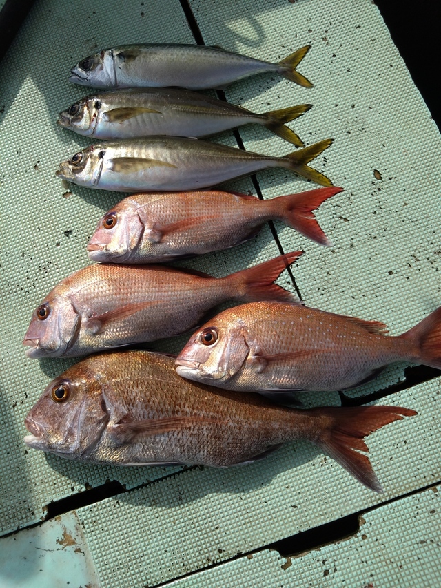 タイ(マダイ)・アジ(マアジ)・サバ(マサバ)