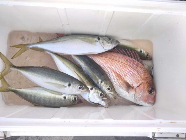 マダイ・アジ(マアジ)