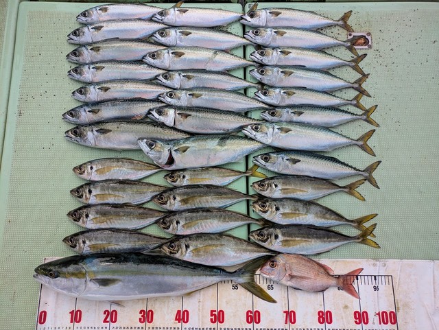 タイ(マダイ)・アジ(マアジ)・メジロ(ブリ)・マサバ