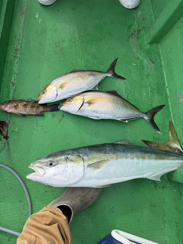 メジロ(ブリ)・カンパチ