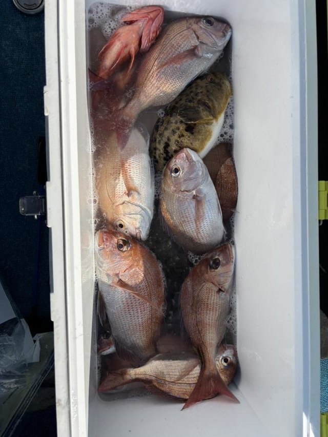 マダイ・ハナダイ(チダイ)・アカメフグ