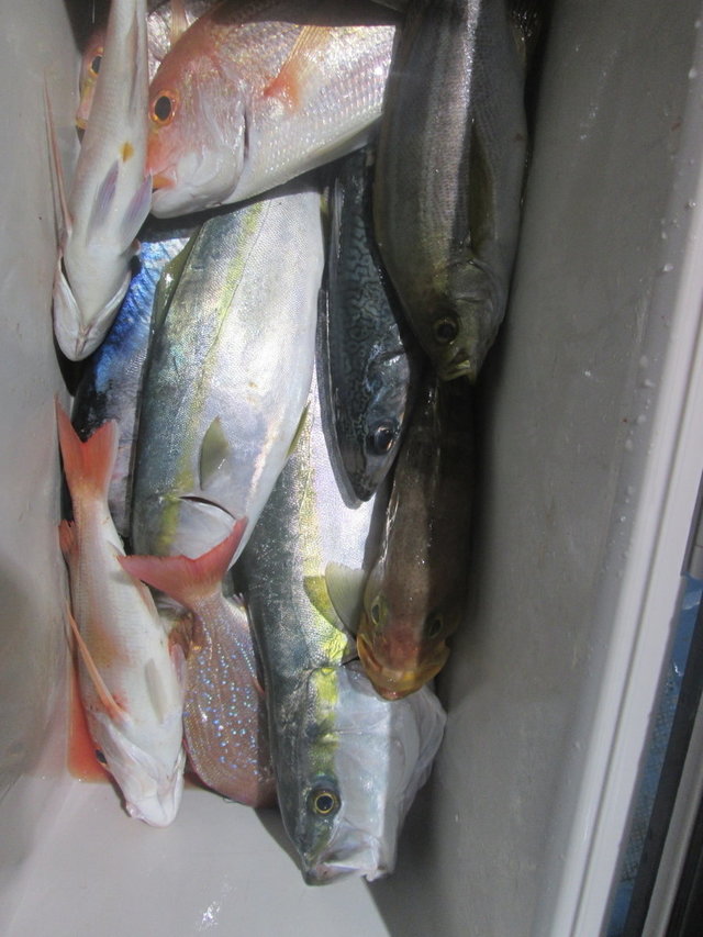 レンコ(キダイ)・チダイ・メジロ(ブリ)・イサキ・サバ(ゴマサバ)