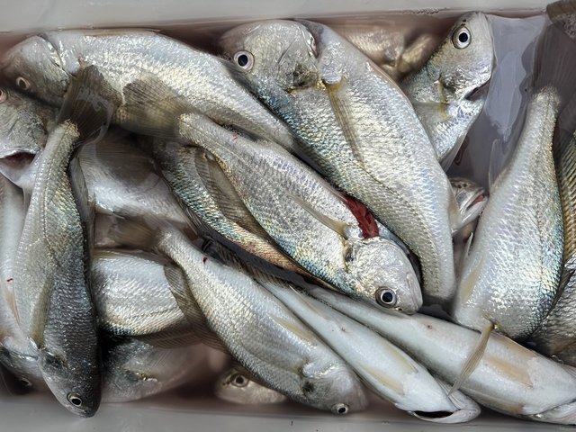 イシモチ(シログチ)