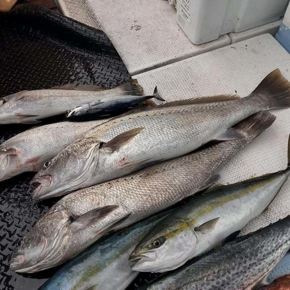 ブリ・ニベ・マルソウダ・サワラ